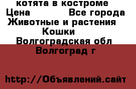 котята в костроме › Цена ­ 2 000 - Все города Животные и растения » Кошки   . Волгоградская обл.,Волгоград г.